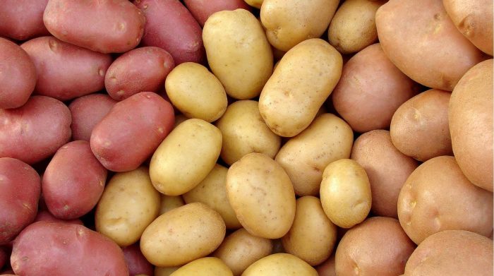 Iba't ibang uri ng patatas