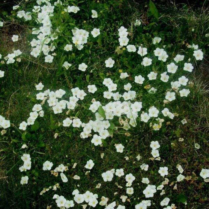 Nirembergia repens
