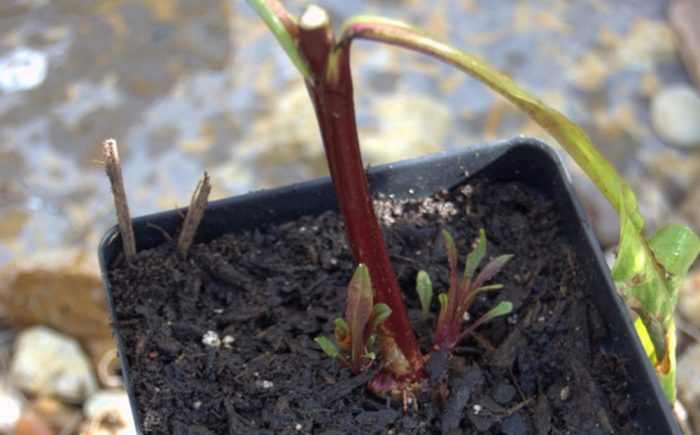 Sibol ng Penstemon