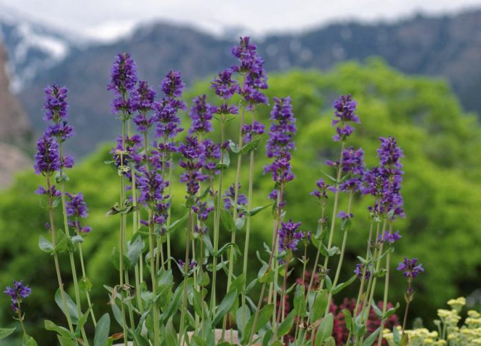 Penstemon glaucosus