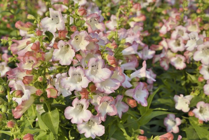 Penstemon Kobo