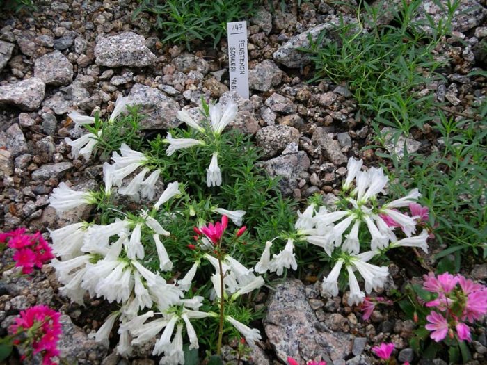 Penstemon scouleri