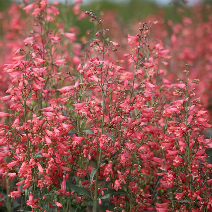 Coral penstemon