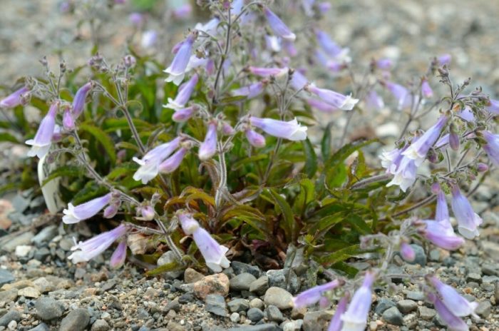 Mabalahibong penstemon