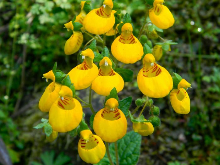 Calceolaria coronaria