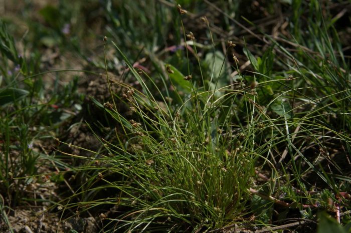 Isolepis bristletail