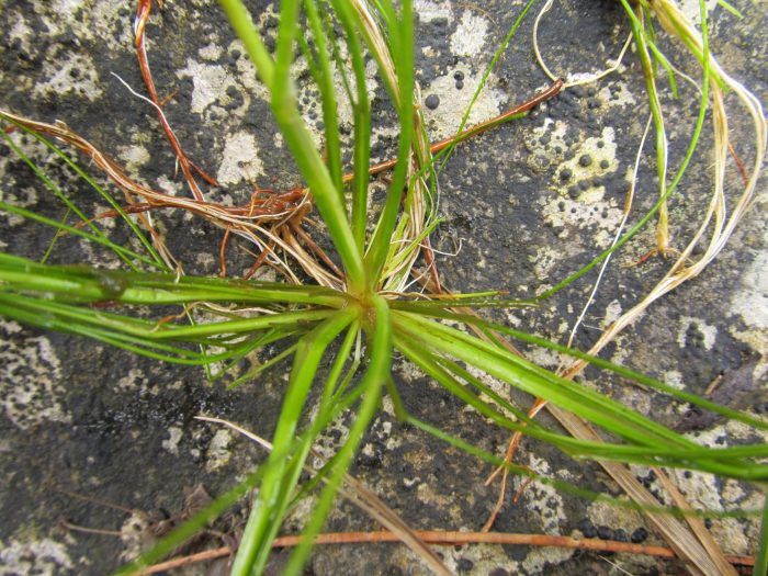 Lumulutang na Isolepis