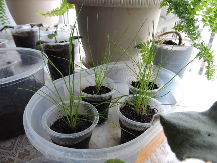 Isolepis