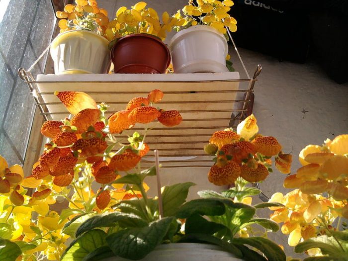 Mga bulaklak sa balkonahe