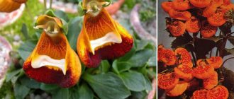 Calceolaria