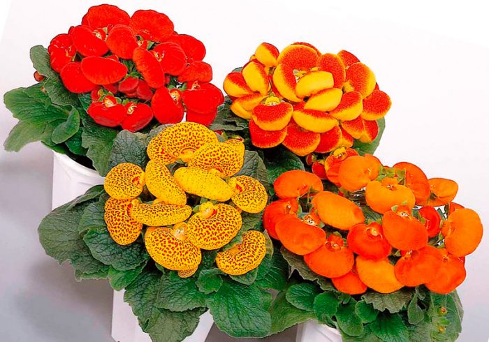 Calceolaria sa isang palayok