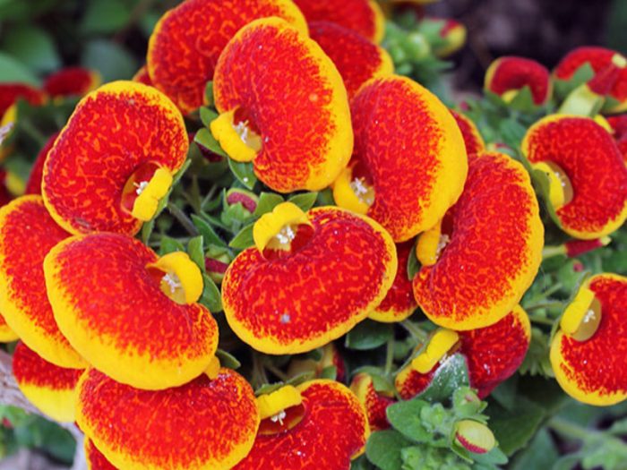 Calceolaria