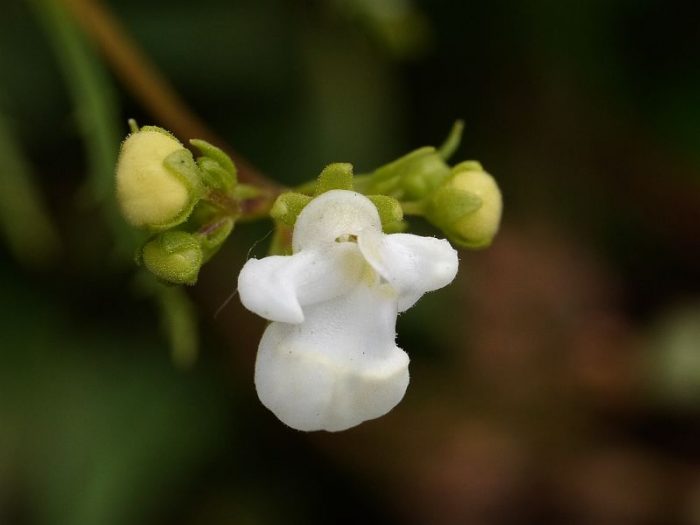 Puting Calceolaria