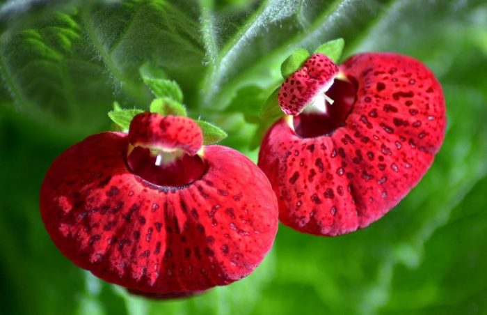 Calceolaria Aida