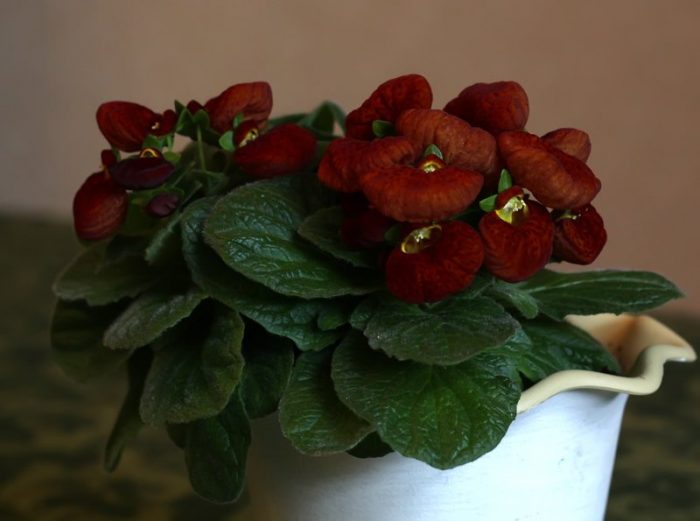 Burgundy Calceolaria