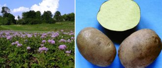 Mga palumpong at tubers ng patatas na Breeze