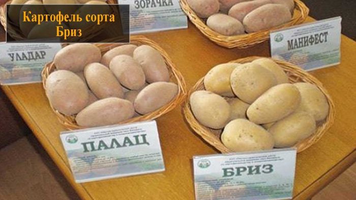 Paghahambing ng patatas