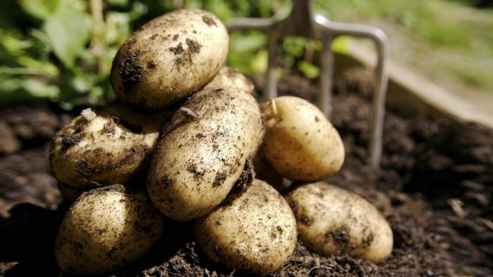 Pag-aani ng uri ng patatas na Breeze