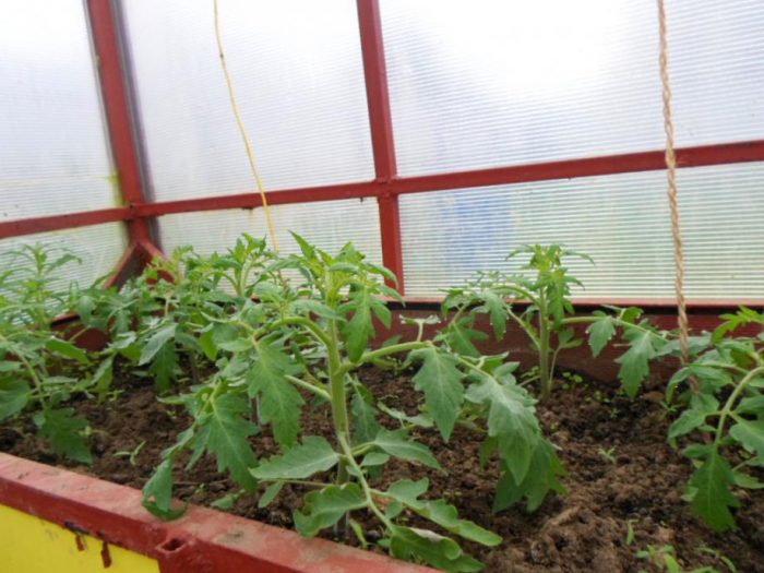 Tomato Agatha sa isang greenhouse
