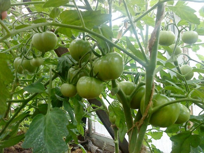 Isang kumpol ng mga kamatis na Labrador