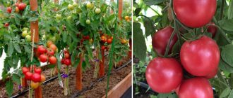 Uri ng kamatis na Raspberry Farmer
