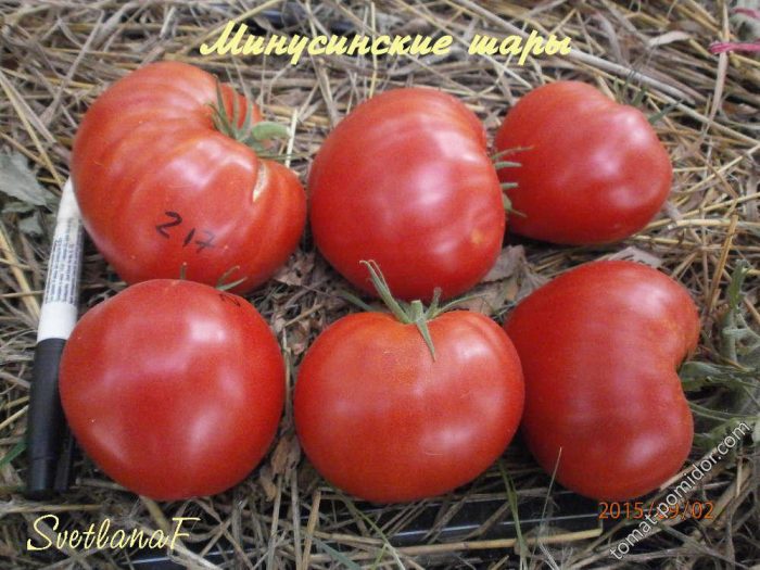 Pag-aani ng kamatis sa Minusinsk Balls