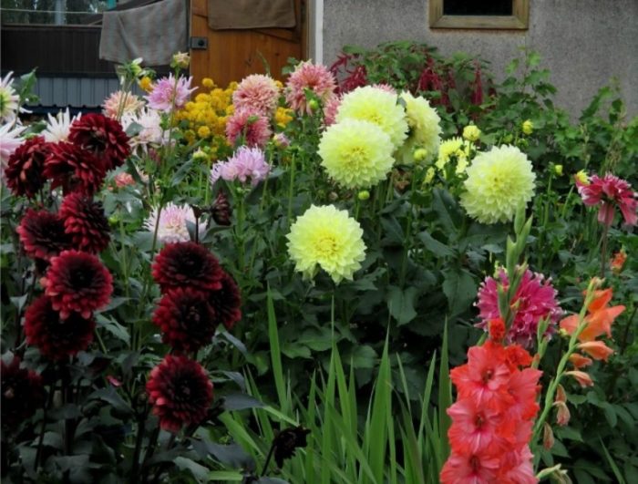 Mga Dahlia sa isang kama ng bulaklak