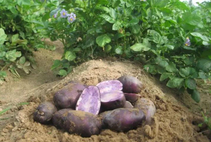 Mga lilang palumpong at tubers ng patatas