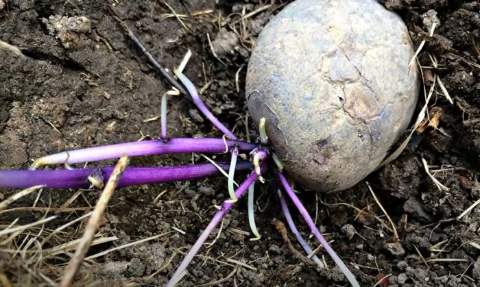 Tuber na sumibol