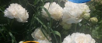 Mga Bulaklak sa Hunyo