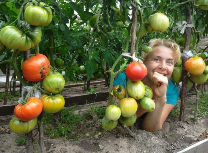 Mga kamatis ng Belarus mula sa mga buto ng Minusinsk