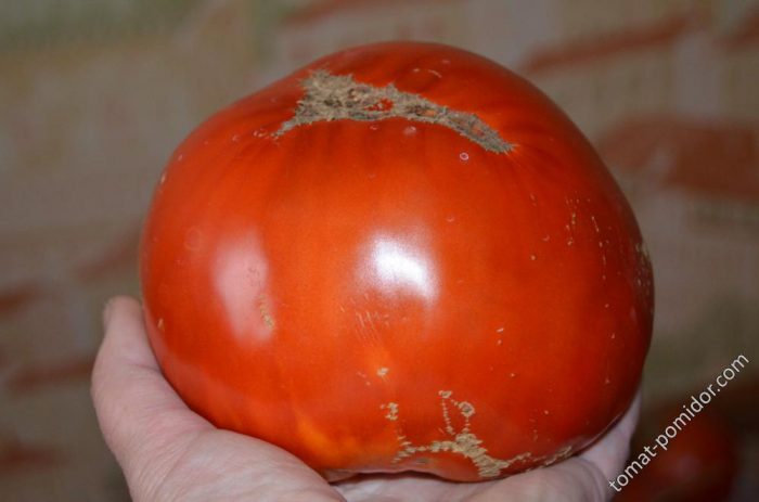 Pulang kamatis na Minusinsk apple