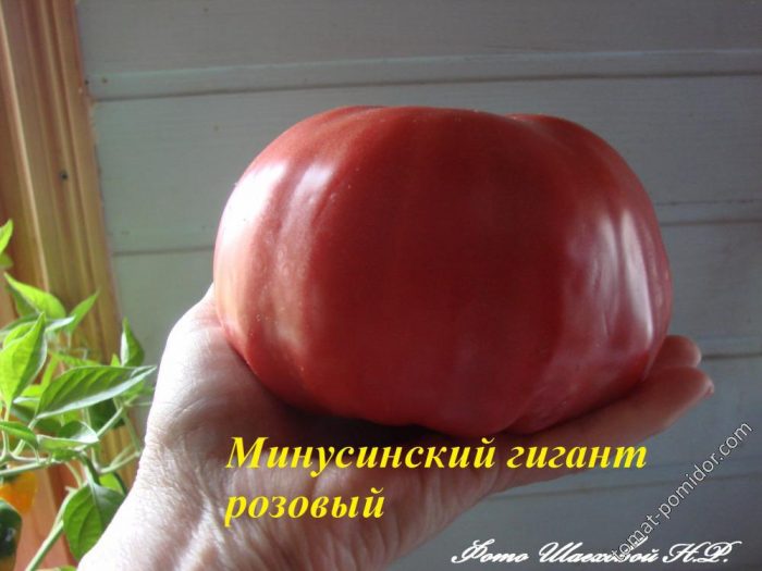 Iba't ibang higanteng Minusinsk