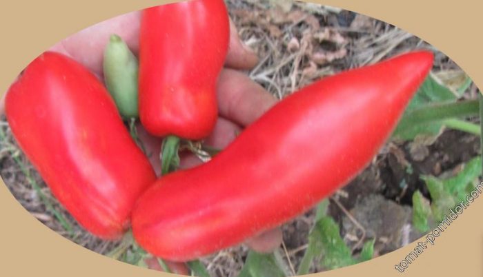 Hugis-paminta ng Minusinsk