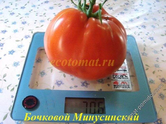 Сорт домати тип „бъчва“