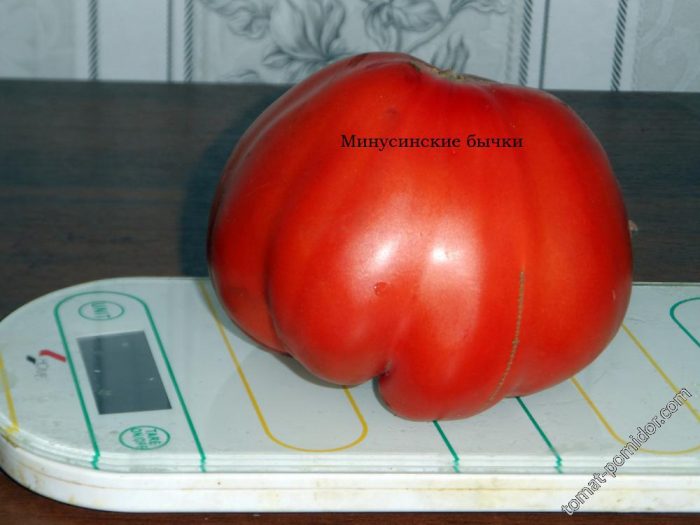 Pagtimbang ng mga kamatis