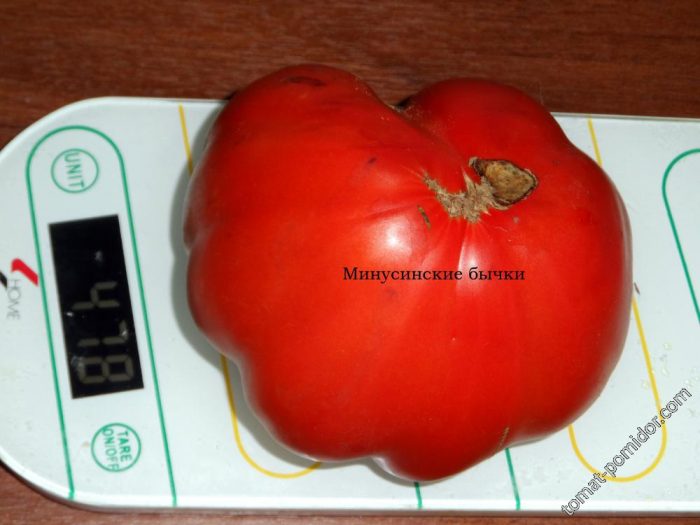 Malalaking prutas na kamatis