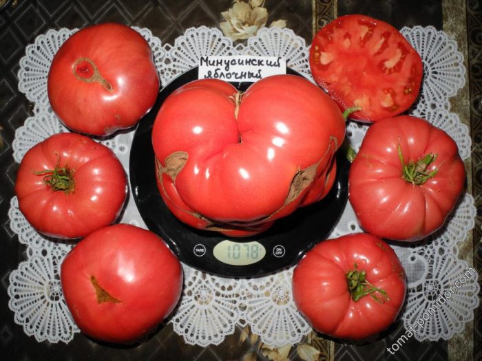 Giống cà chua Minusinsk táo