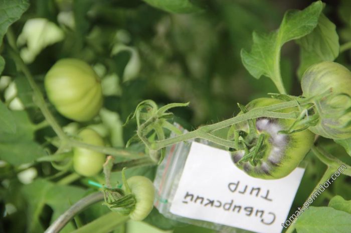Odmiana tygrysa syberyjskiego