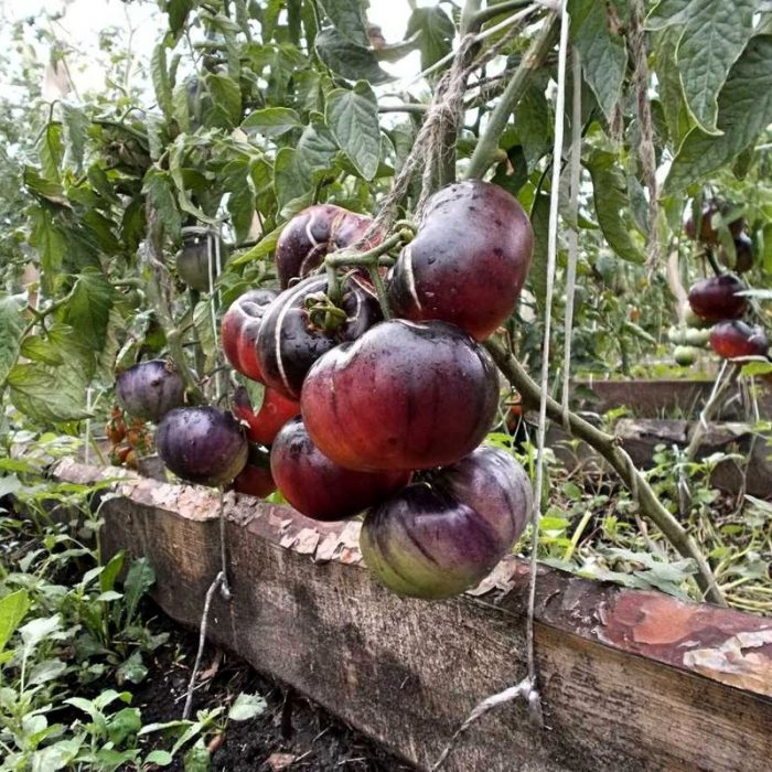 Pędzle odmiany pomidora syberyjskiego tygrysa