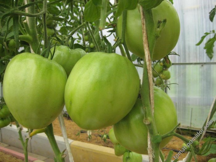 Groene tomaten