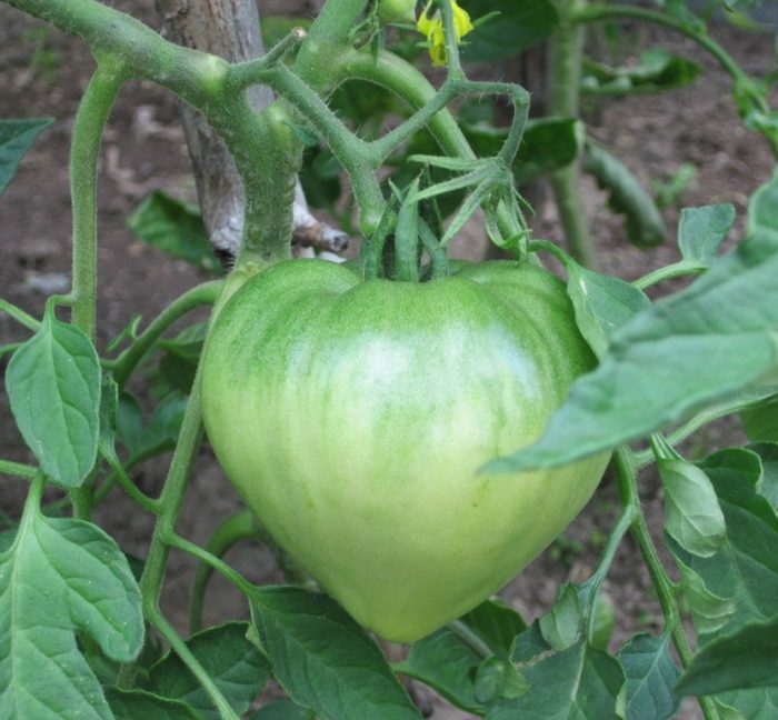 Groene tomatenvariëteit Danko