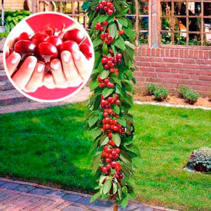 Pagtatanim ng mga columnar cherries