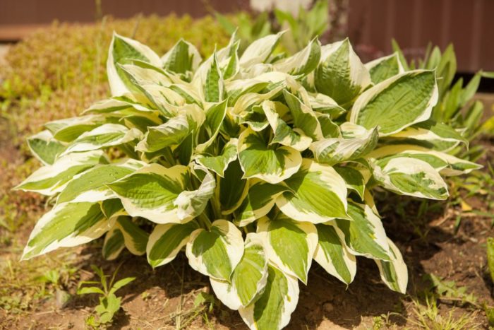 Hosta kraštovaizdyje