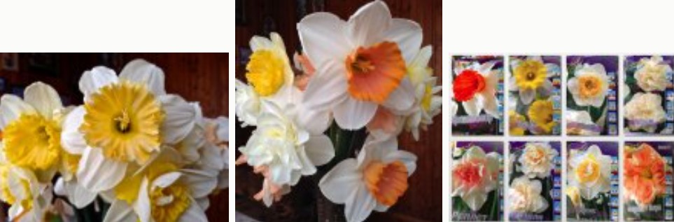 Magagandang dobleng daffodil