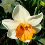 Narcissus sa hardin