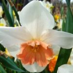 Magandang narcissus