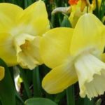 Dilaw na daffodil