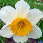 Simpleng narcissus
