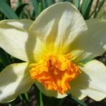 Puti ang mga daffodil na may kulay kahel sa gitna
